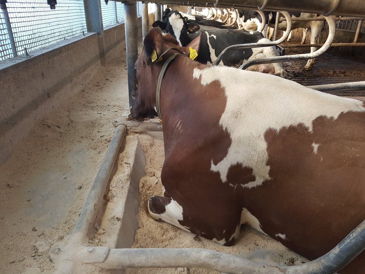 gerritwermink's tweet photo. Je zou maar verantwoordelijk zijn voor al die dieren op de #OVP #Oostvaardersplassen dan doe je nachts toch geen oog dicht? Ik ben blij dat ons vee en dat van de collega's behagelijk binnen is met (verwarmt) water en genoeg te eten https://t.co/yCKHKUJzrJ