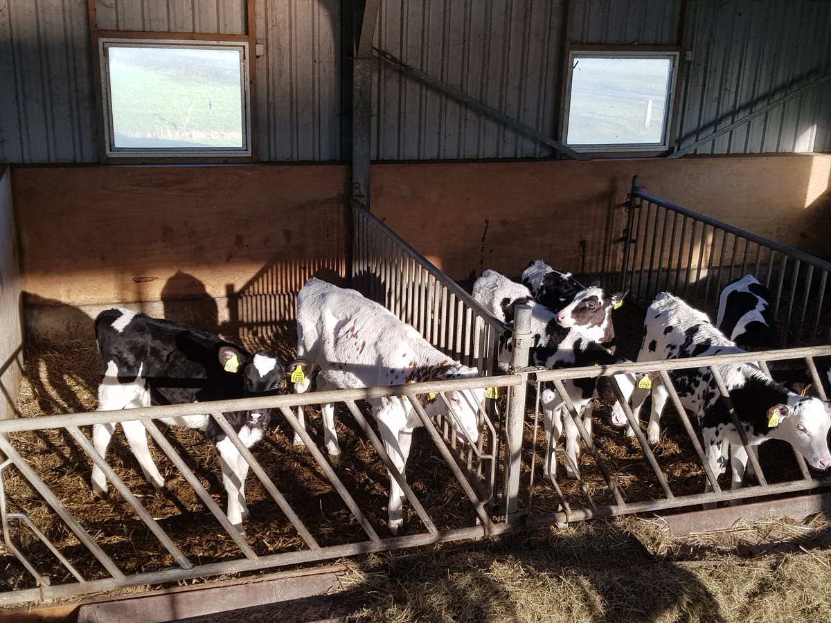 gerritwermink's tweet photo. Je zou maar verantwoordelijk zijn voor al die dieren op de #OVP #Oostvaardersplassen dan doe je nachts toch geen oog dicht? Ik ben blij dat ons vee en dat van de collega's behagelijk binnen is met (verwarmt) water en genoeg te eten https://t.co/yCKHKUJzrJ