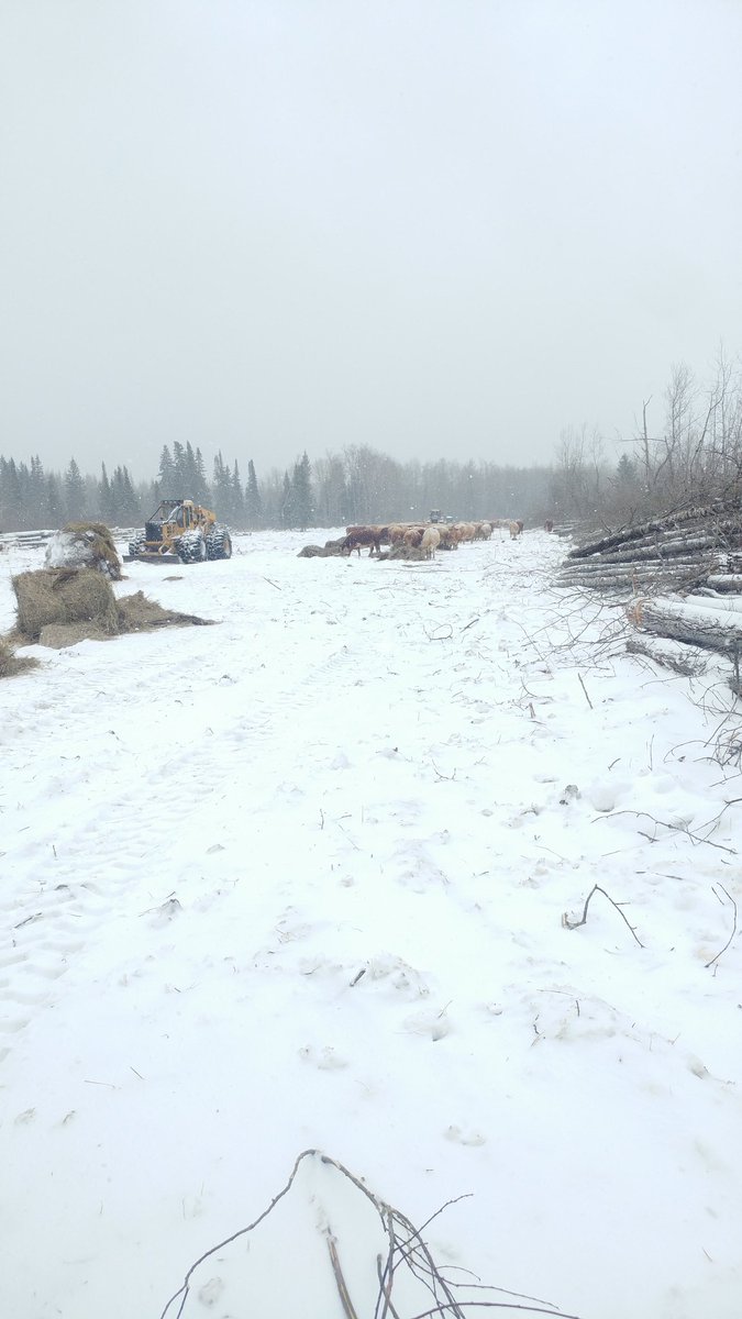 Cattle already doing there job putting nutrients and seed in the ground. #landclearing <a href="/BeefNorth/">BeefNorth</a>
