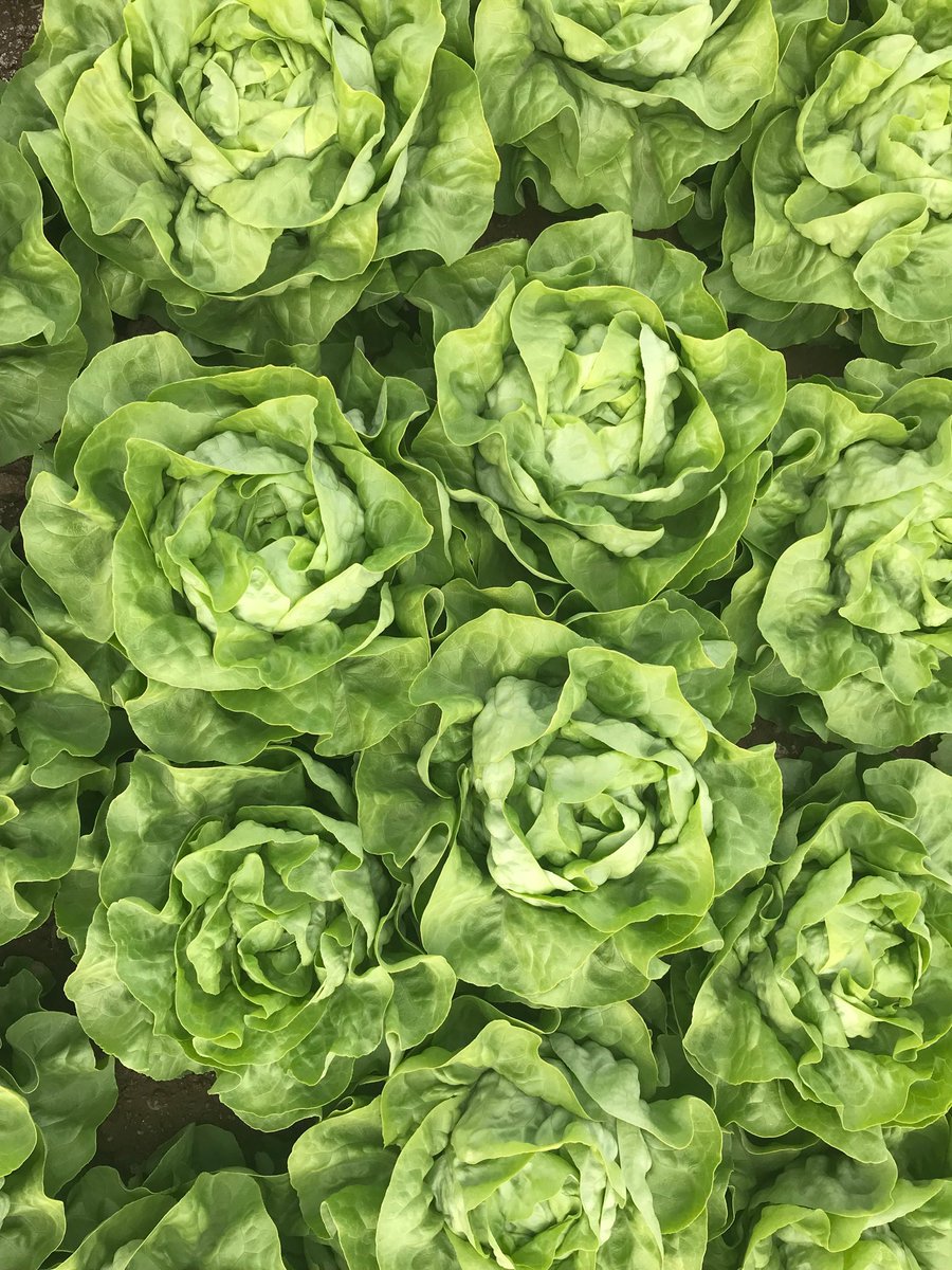 Elo_Brans's tweet photo. Pensando en verde... pensando en mi semana #agricultura por el mundo... 🌍👩🏻‍🌾 https://t.co/xxvwlw0CCI