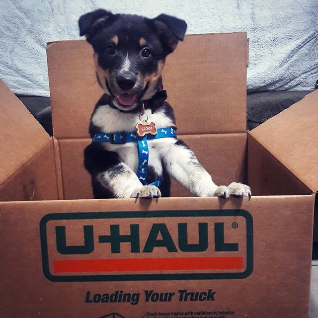 uhaul's tweet photo. You can't be mad at that infectious smile while packing! Show your #miniaussie #puppylove by making them #uhaulfamous! https://t.co/FPDzF6kFUX https://t.co/hrpToVkQhj