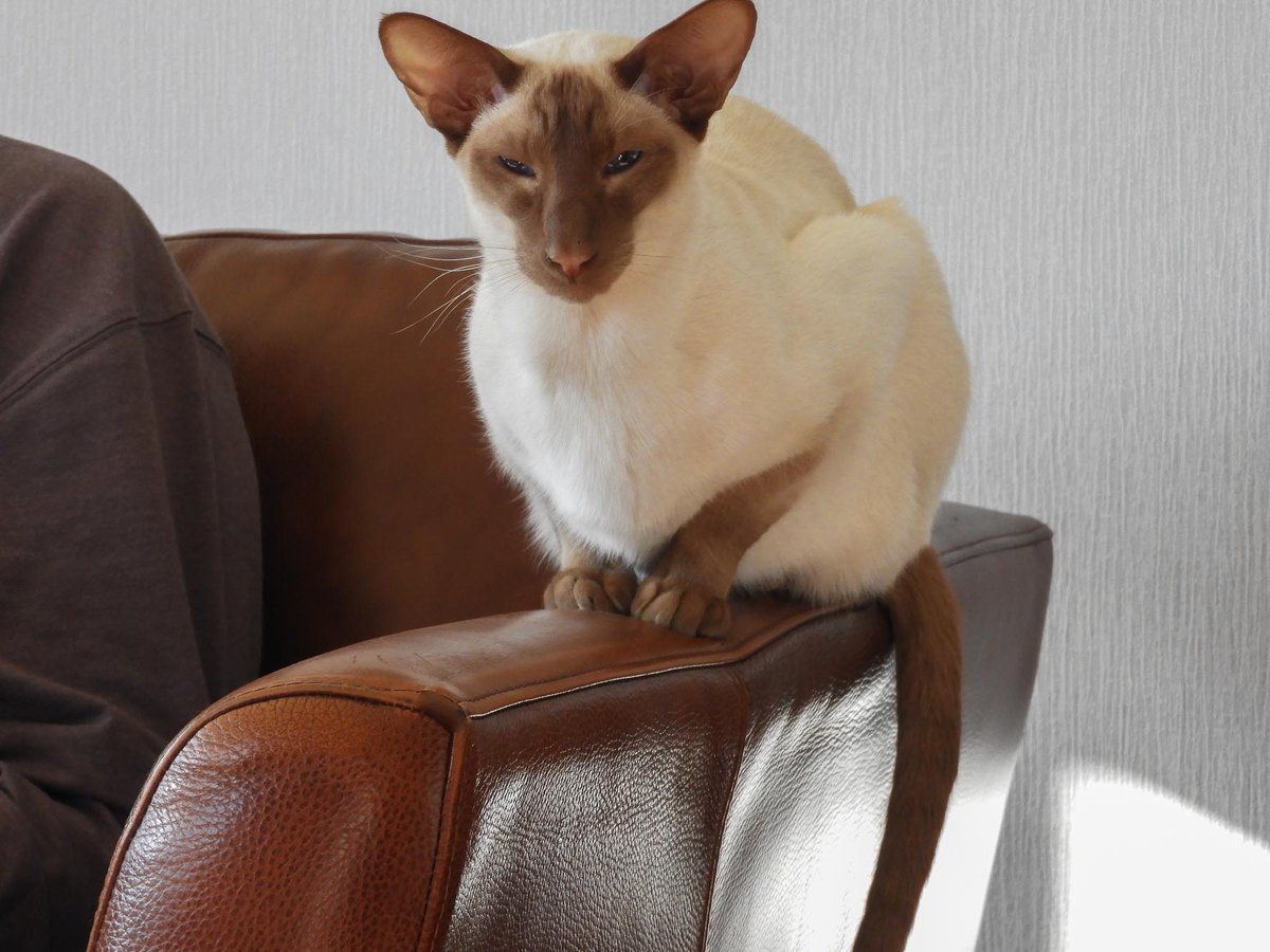 Diablo_Siamese's tweet photo. #nikonphotography #handsomedevil #stoptakingmypicture #CatsOfTwitter https://t.co/Kxg2BM1yNo