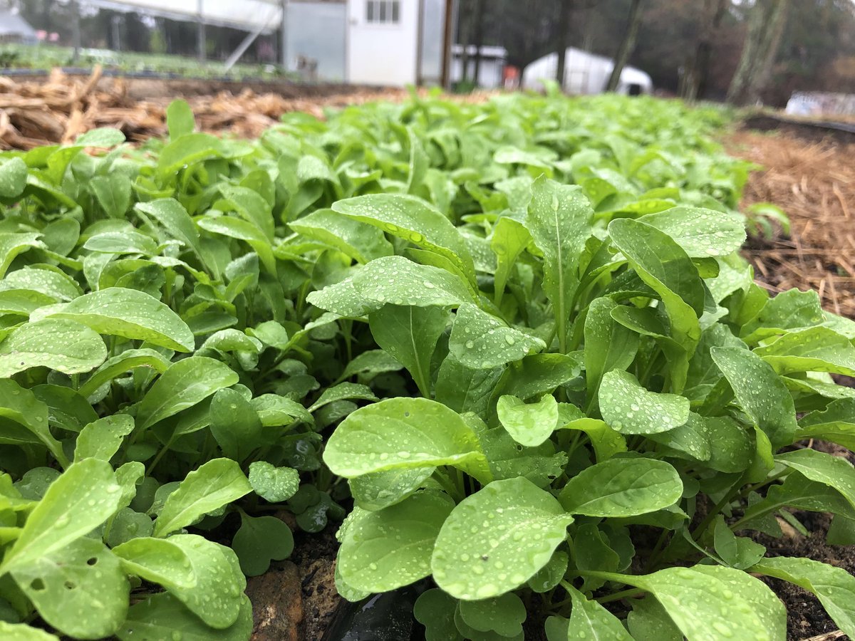 180DegreeFarm's tweet photo. #arugula #spicy #delicious https://t.co/ppfCuJhmy5