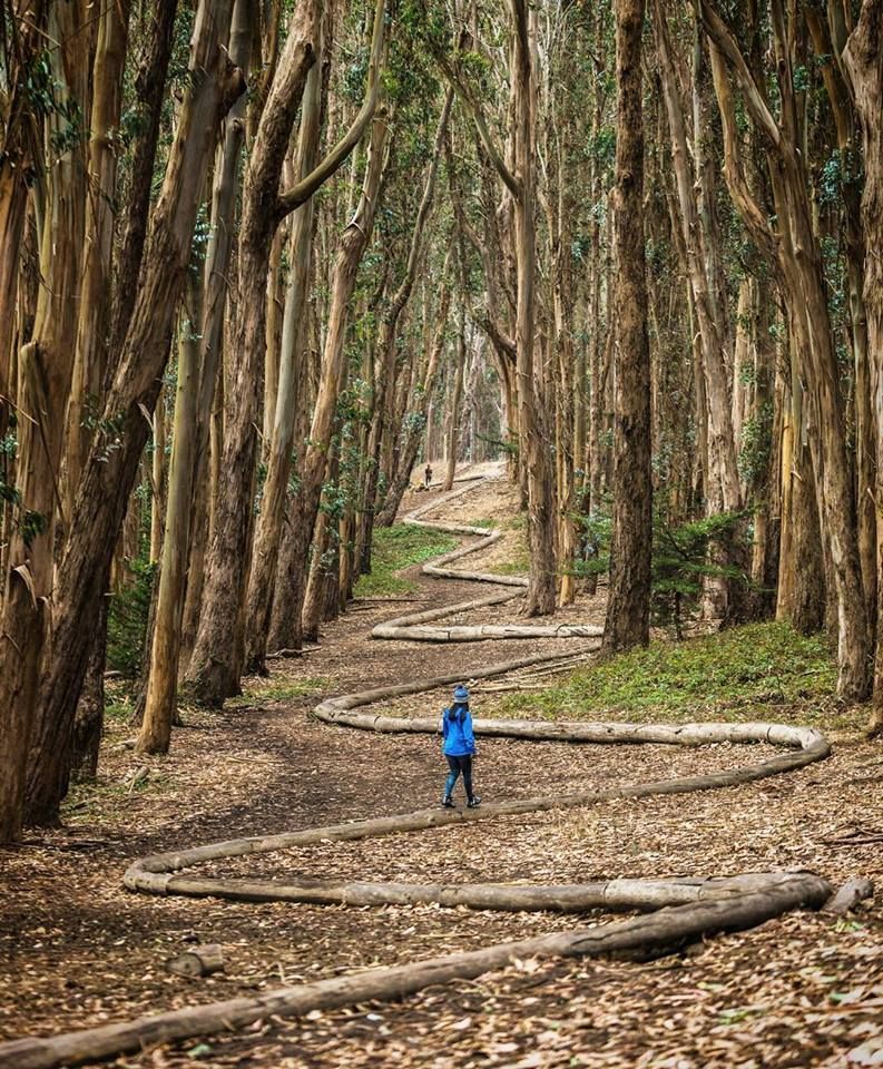 San Francisco est également un cadre propice à l'aventure. Avec qui partiriez-vous découvrir cette forêt ? 🌳🍂
