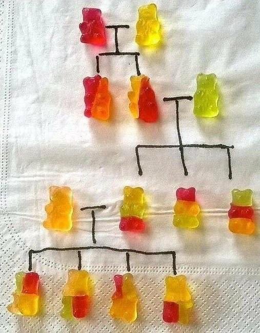 scott_kerr's tweet photo. Gummy Bear genetics https://t.co/XEkHuoSAz2