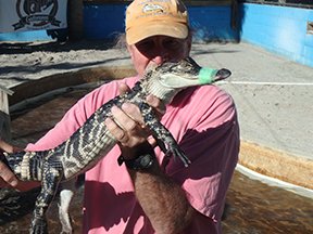 TheGatorama's tweet photo. We NEVER would suggest tangling with a wild #gator, no matter how big or how small (it’s dangerous… plus, you know, it’s illegal!). But we offer lots of up-close experiences, including Uncle Waders Catch-A-Gator Pond.#gatoramafun
https://t.co/uOU8v6QTVg https://t.co/zAJpsT47hL
