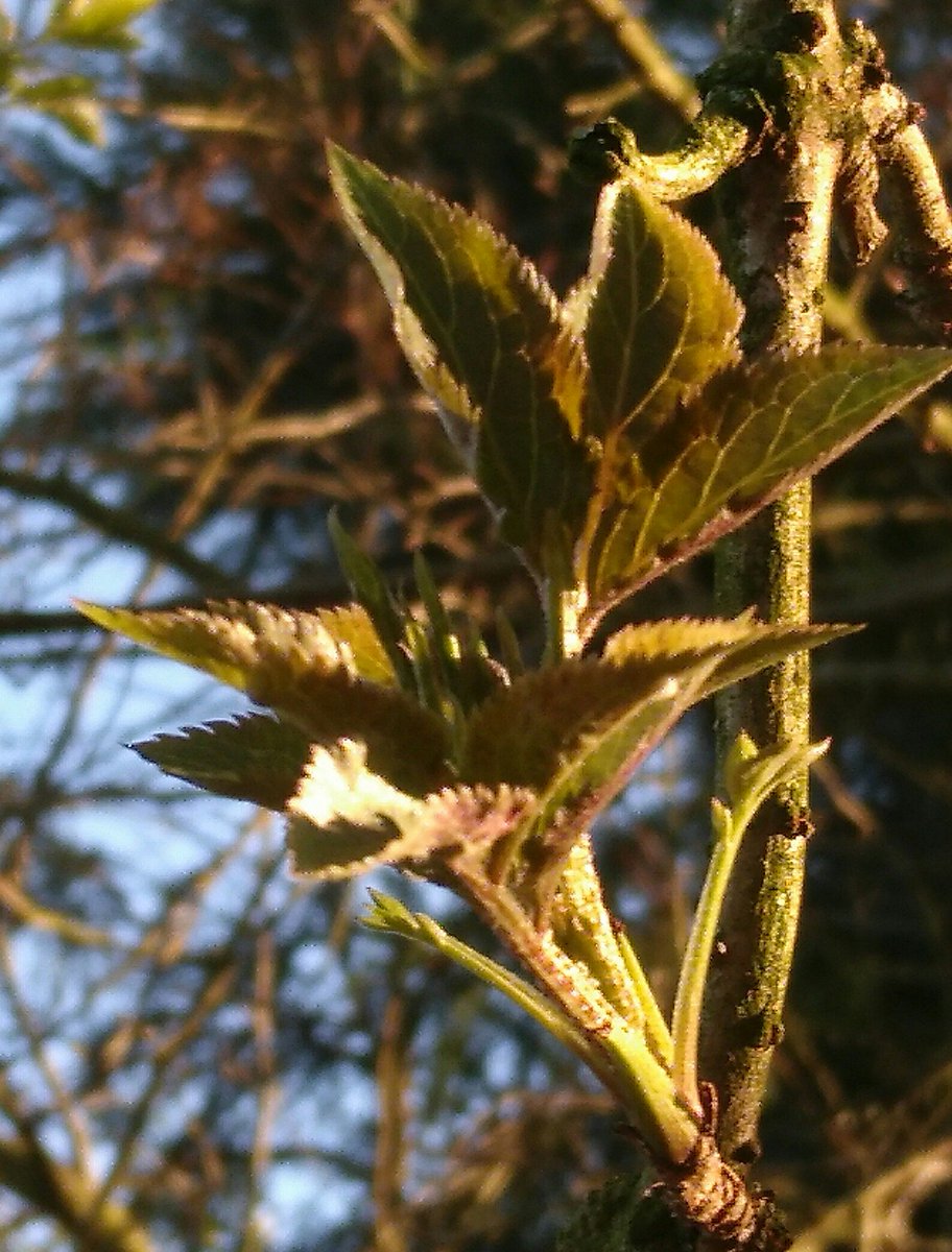trav_science's tweet photo. Signs of Spring - first leaves on Elder trees are out now! #earlysignsofspring https://t.co/aZaHQu4QC4