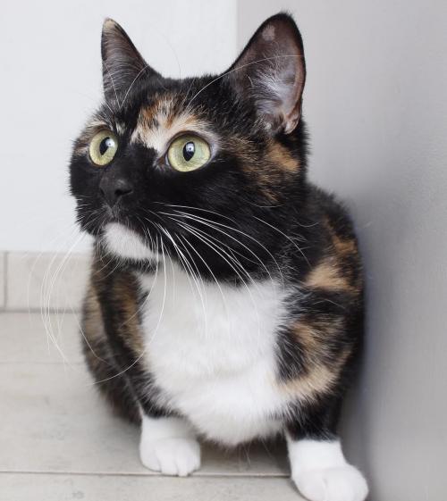 fostertoforever's tweet photo. You don't have to wonder, woman! Diana Prince is the coolest thing since the invisible plane! @SHHAnimalRescue #consignmentcats #AdoptDontShop #adoptioneventtoday #DianaPrince #WonderWoman #CatsOfTwitter https://t.co/I497zCThwg