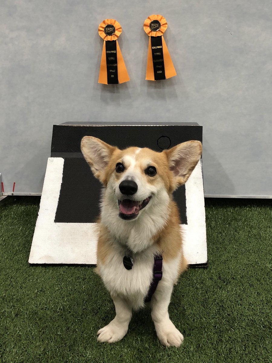 CorgiTrouble's tweet image. Trouble got his first flyball titles!