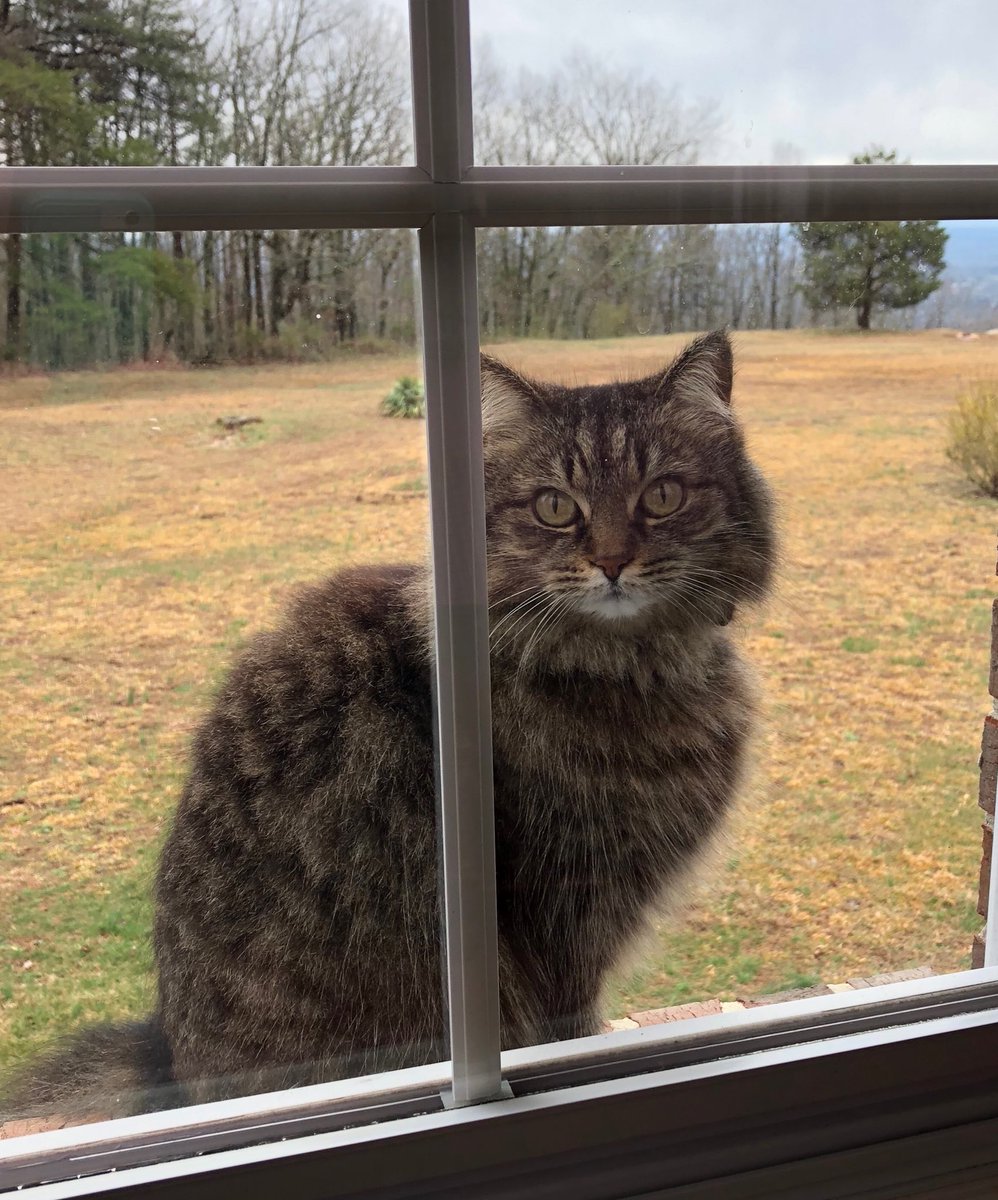 sanditrac's tweet image. Please open the window and let me come in. I think it’s going to rain!