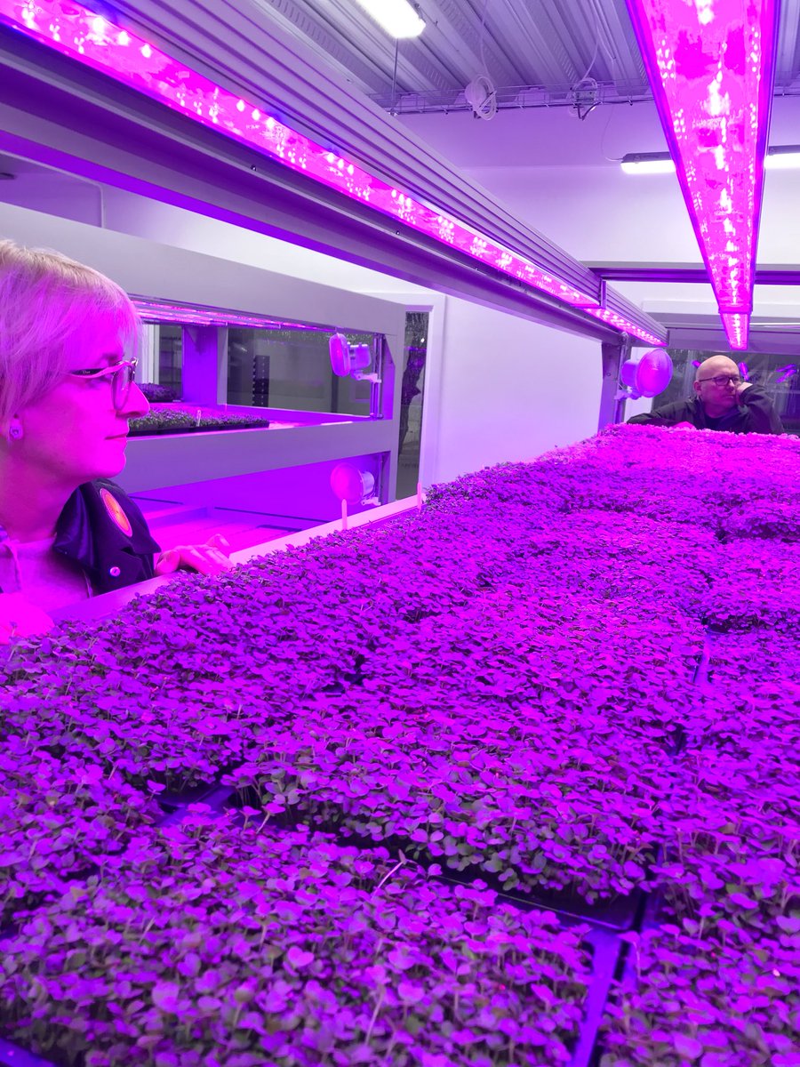 Growingfield28's tweet photo. Rita’s pressed with  the pea shoots! @Growingfield28 with @DrKevinDobbs and @DobbsJan https://t.co/7v7nPLAc7v