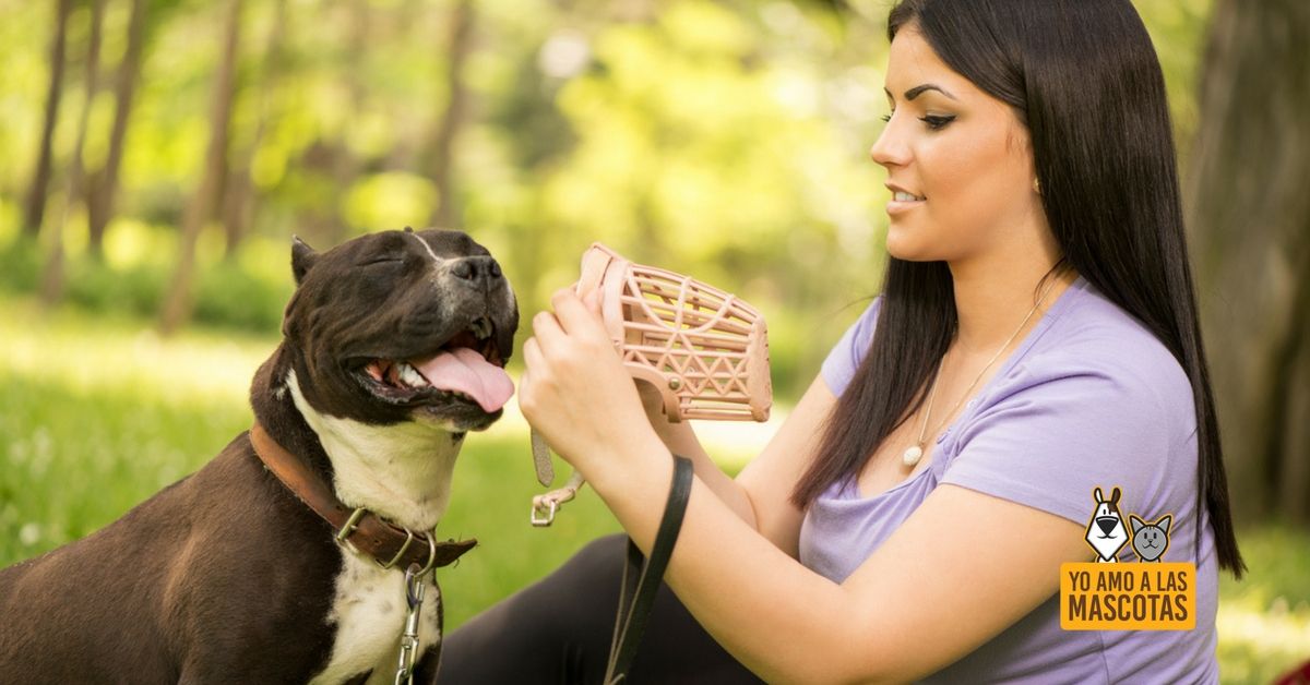 ¿Cuándo es necesario poner #bozal a tu #perro? buff.ly/2ELCd04