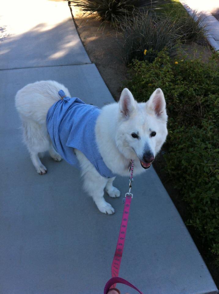 This picture  of my precious Angel popped up in my FB memories today:) She had to wear a t-shirt to cover her incision while it was healing. Such a beautiful girl inside and out.  Miss her everyday.  🐶💗🙏🏻 #Mamasgirl #WhiteGermanShepherd