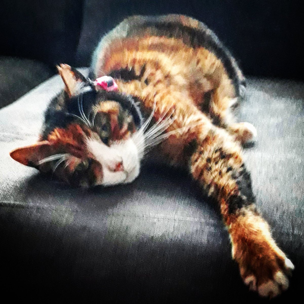 Sunday snooze! #AdoptDontShop #RescueCats #Sunday