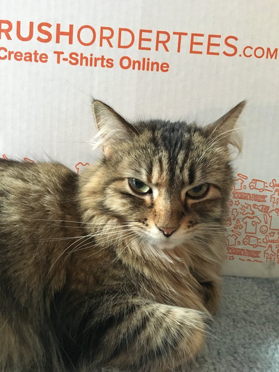 BoundInBoston's tweet photo. T-shirts have arrived.  Zoe is guarding them! https://t.co/GGg2RPeQzs
