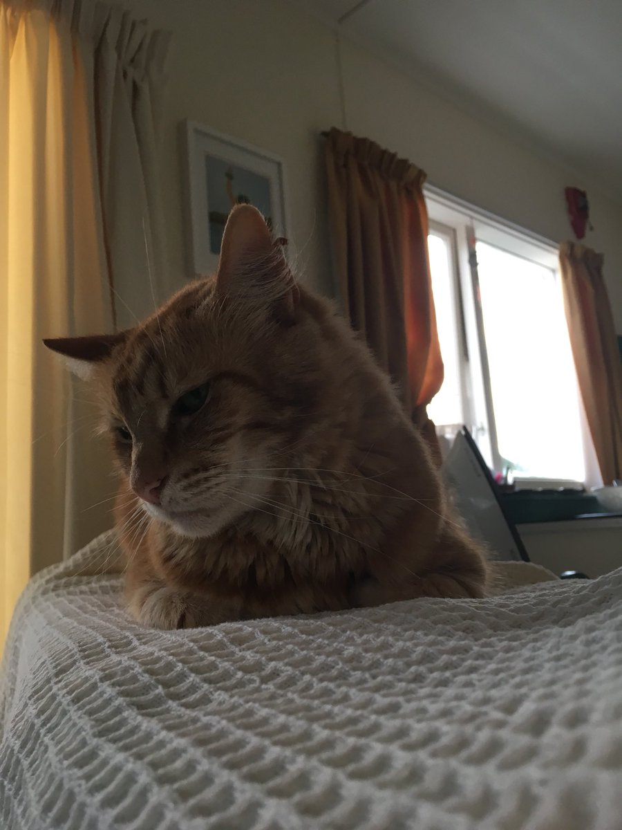 FelineGourmet's tweet photo. Proud to be starting #tigerloafmonday off in NZ (first place to see the new day) with my best 'no, that's not your ironing board, it's my loaf spot'. 
Looking forward to seeing more loafing, #gingercatsofTwitter!
#catsoftwitter 
#smalltiger
Thanks to @CounsellorsCat https://t.co/VZ9xK6x5ka