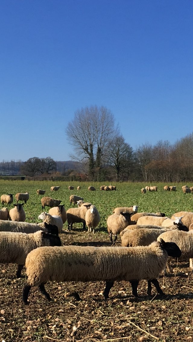 Out today on the rounds and found my self! #sausagesheep #sheep365 #sussex