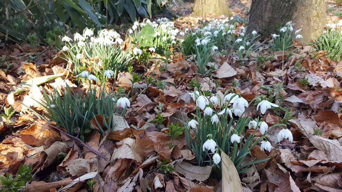 #Snowdrops @CharltonPark today - lovely!