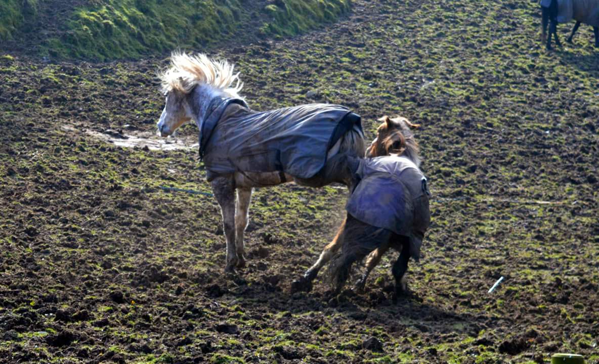 gemgemz971's tweet image. Why must they play so violently? #horses #playfighting #impact #boys