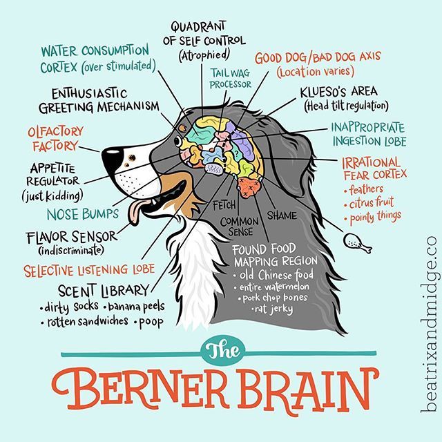 beatrixandmidge's tweet photo. Since our recent snowfall, Bea’s selective listening lobe has been fully engaged. #bernerbrain Prints, pillows, totes and more available in our shop! Link in profile or go to https://t.co/dnMJkrJw4Y to acquire your own highly scientific Berner Brain d… https://t.co/OV0M2XfENB https://t.co/DZLkMHLibg