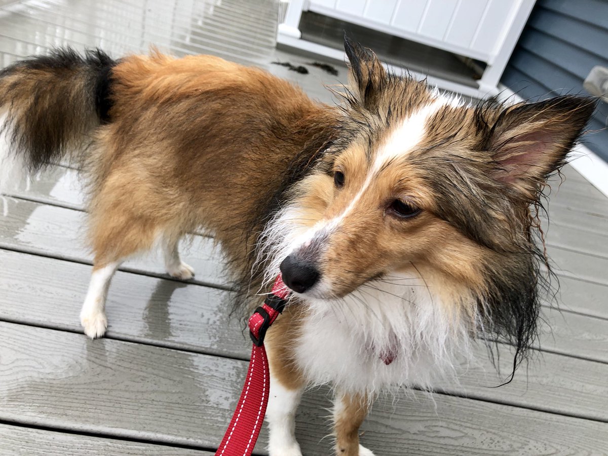 DocLauraLawler's tweet photo. But what if it’s raining?🤔
#WalkAnyway!😉🌧💦😊
#SundayMorning #BeachPup #medpups #healthyinhc #JynErso https://t.co/nNq75AWZyu