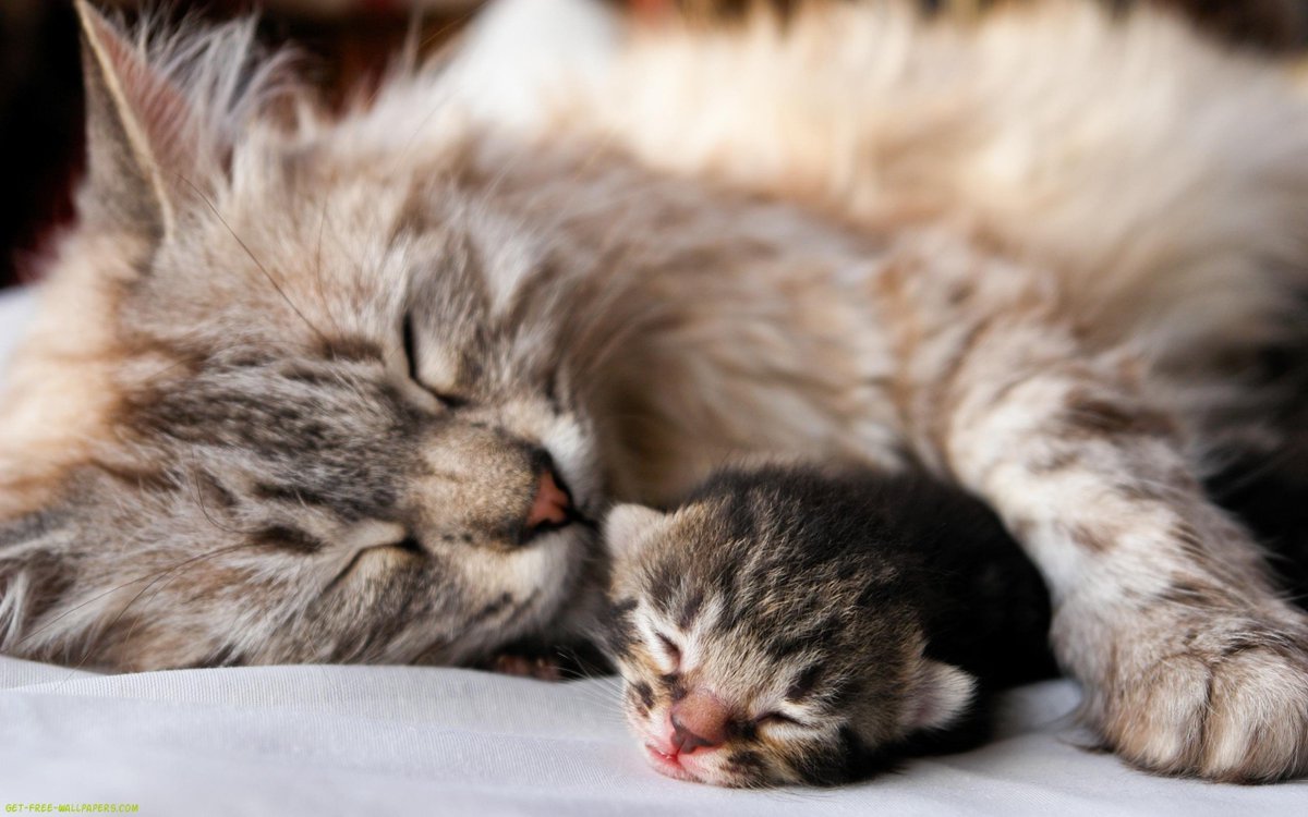 Parenthood is hard

#cute #adorable #kitty #cats #pets #twostupidcats