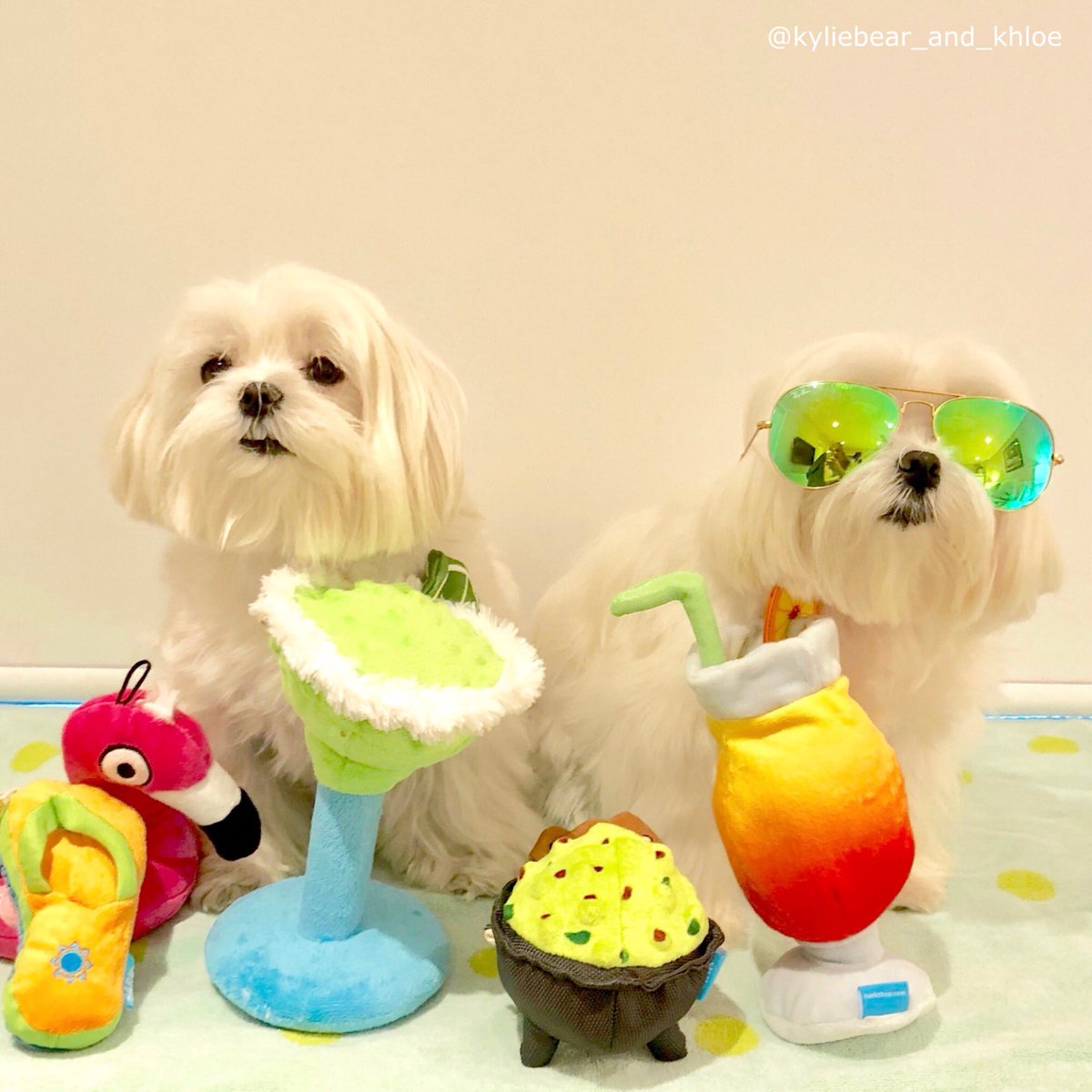 Kylie_and_Khloe's tweet photo. When you can’t get to the beach .... make your own 🏖 #dogsofBARK #bark #barkshop #barkshare #springbark https://t.co/BXYJog2Jz7