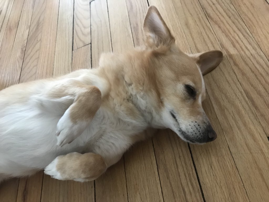 markhaastv's tweet photo. My wife, after staring a crockpot dinner: “I hope it doesn’t burn the house down because I know you’d go back in for Dale.”
(She’s not wrong). #DaleDog https://t.co/DPgl3vmRrb