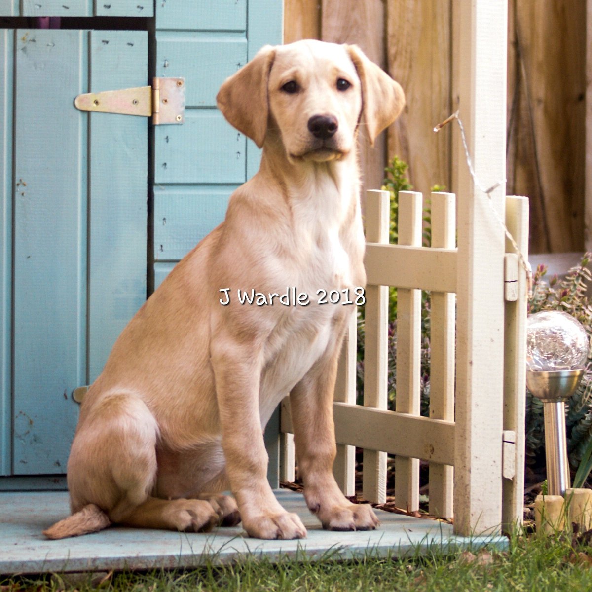 PairDropped's tweet photo. One growing little girl !
She's very photogenic I'll give her that ๐
@BASCnews @TheFieldmag @FieldsportsMag @ShootingTimes @CAupdates #gundogintraining #ownerintraining https://t.co/TpfHteYc0z