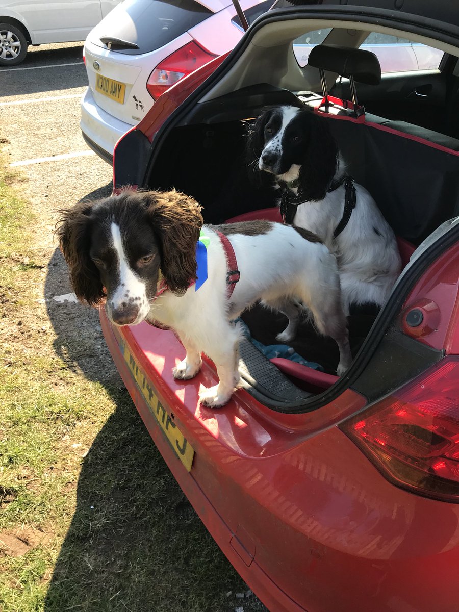 THRoberts's tweet photo. Sunday funday. We came 4th in our category #siblyback #canicross #dogsoftwitter https://t.co/zrZtb5whto