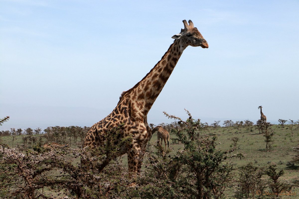 #tanzanie #tanzania #ngorongoro #ngorongoronationalpark #parcnational #girafe #fauna #afrika #afrique #africananimals #bigfive #wild #wildlife #africanimals