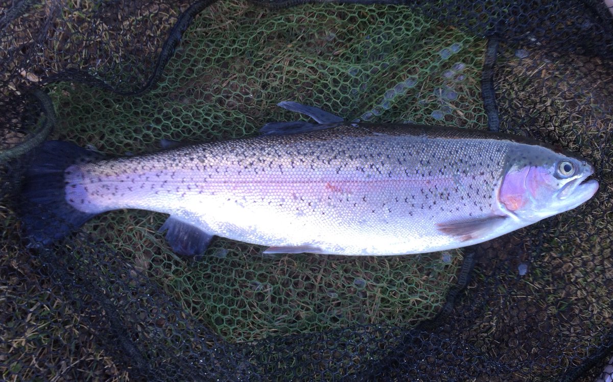 North West Flyfishers Club tweet media