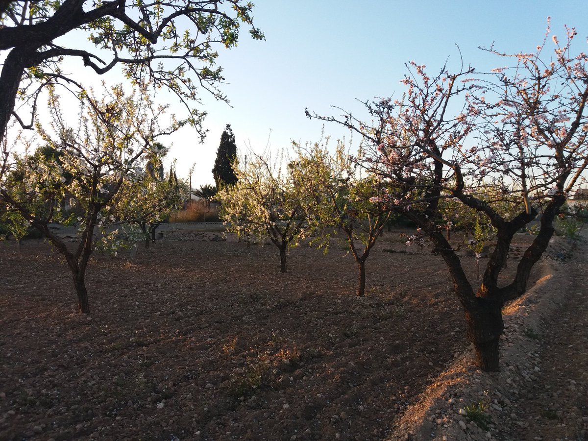 datilsandtours's tweet photo. Vesprada a una faeneta de L' Algoda al #CampdElx fent crêpes i gaudint de la natura amb els ametlers en flor. #ElcheInterminable #MediterráneoenVivo @visitelche https://t.co/rN1wfwcRZ1