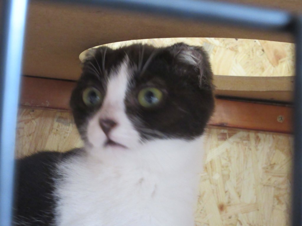 ねこ広場 Nekohiroba17 Twitter ねこ広場 Nekohiroba17 Twitter