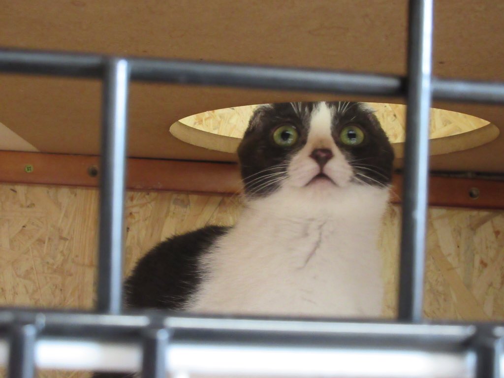 ねこ広場 Nekohiroba17 Twitter ねこ広場 Nekohiroba17 Twitter