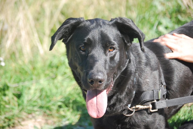 2LIAA1's tweet image. #Kodee Macho. Cruce de labrador. Tiene 8 años y lleva 5 en la protectora @SOSGOLDEN 
Ha llegado la hora de encontrar la casa definitiva verdad?..

Sociable con personas, perros y niños.
Tranquilo y equilibrado.

(Hogares donde no pase muchas horas sólo.)

| España adopciones.