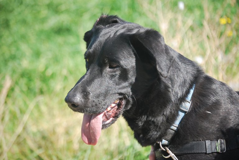 2LIAA1's tweet image. #Kodee Macho. Cruce de labrador. Tiene 8 años y lleva 5 en la protectora @SOSGOLDEN 
Ha llegado la hora de encontrar la casa definitiva verdad?..

Sociable con personas, perros y niños.
Tranquilo y equilibrado.

(Hogares donde no pase muchas horas sólo.)

| España adopciones.
