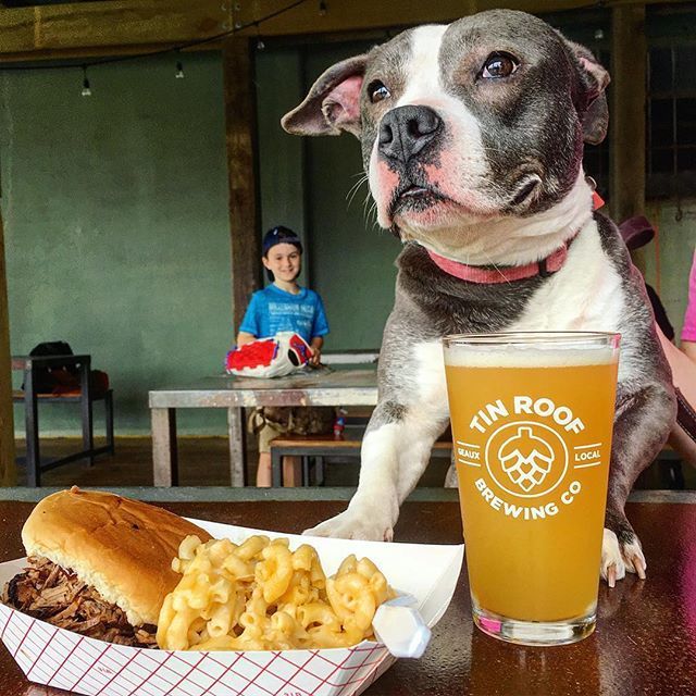 GeauxDowntownBR's tweet photo. Smoke and Boil @tinroofbeer today!
#sundayfunday #craftbeer #pitbullsofinstagram #tinroof #voodoo 🐶 📷//@t_stevens225 Thanks for sharing! Cheers!
«——🍺———|| #GeauxDowntownBR ||———🍺——»
#beer #jj_louisiana #lovinLouisiana #iDigBR #thatlacommunity #onlyl… https://t.co/mVQwhQGuRH https://t.co/zkMpM41oVt
