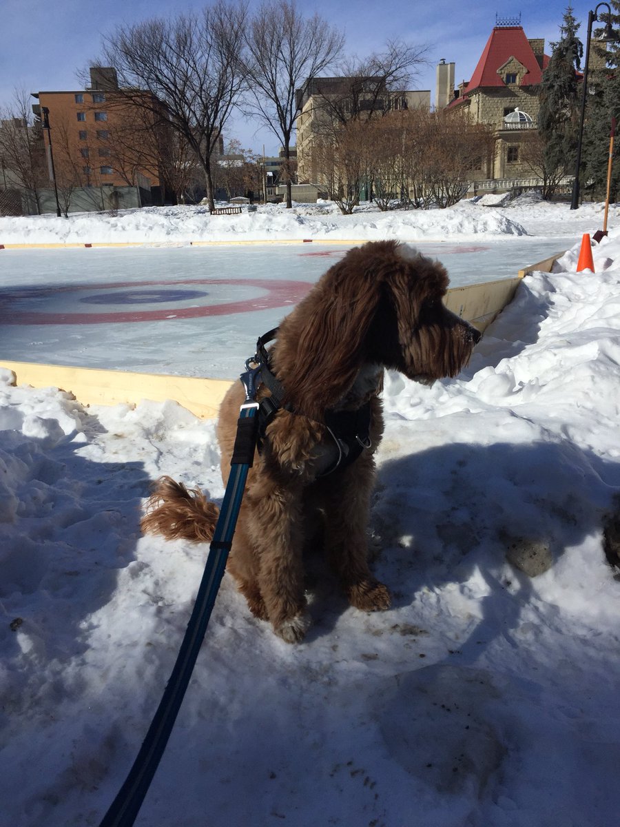 canineatelier's tweet photo. #yyc #yycdogwalker #yycweather #lougheedhouse #calgary #yycsmallbusiness #yycsmallbiz #calgaryab #yycdogs https://t.co/yeNG2gPnIS