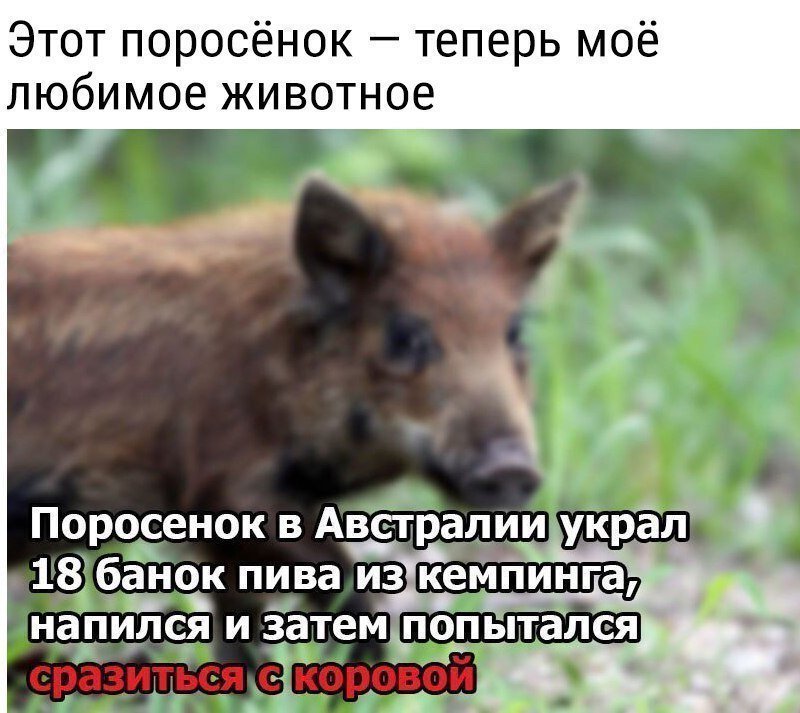 Днем, свинья смешные картинки с надписями