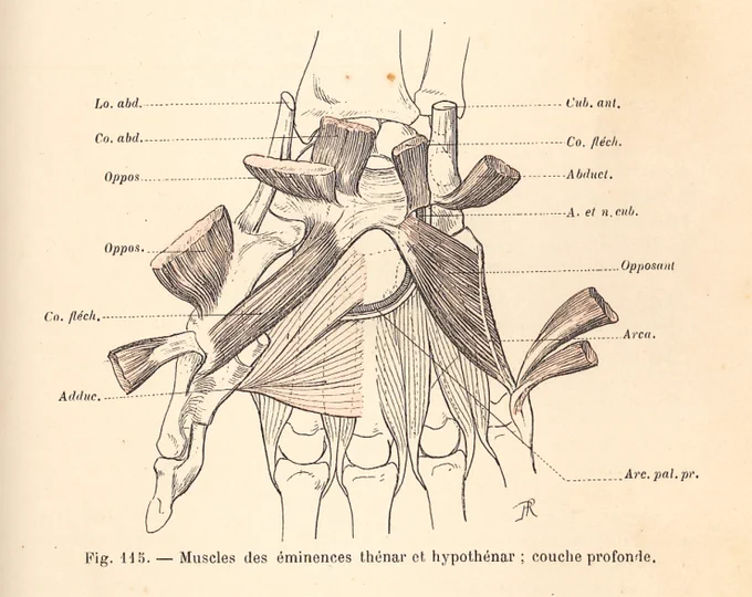 ポワリエの医学書では、体表の輪郭の省略に加え、切開した図が新たに描き起こされた。これは、図版が解剖体験とリンクするように計画されたためと考えられる。『美術解剖学』では、この切開図はほとんどなく、体表との位置関係がわかるように計画されている。#美術解剖学 