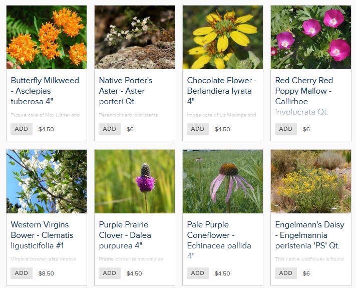 ColoradoNPS's tweet photo. #SharingSunday: Get excited for spring w/ur fav pollinator-friendly #ColoradoNativePlants on #CoNPS Virtual Plant Sale https://t.co/Qb3ANa0dOw Order by April 15th (some species are already selling out though) + pick up on May 5th in Boulder, Colorado Springs, Denver or Loveland. https://t.co/57MPCzz1UI