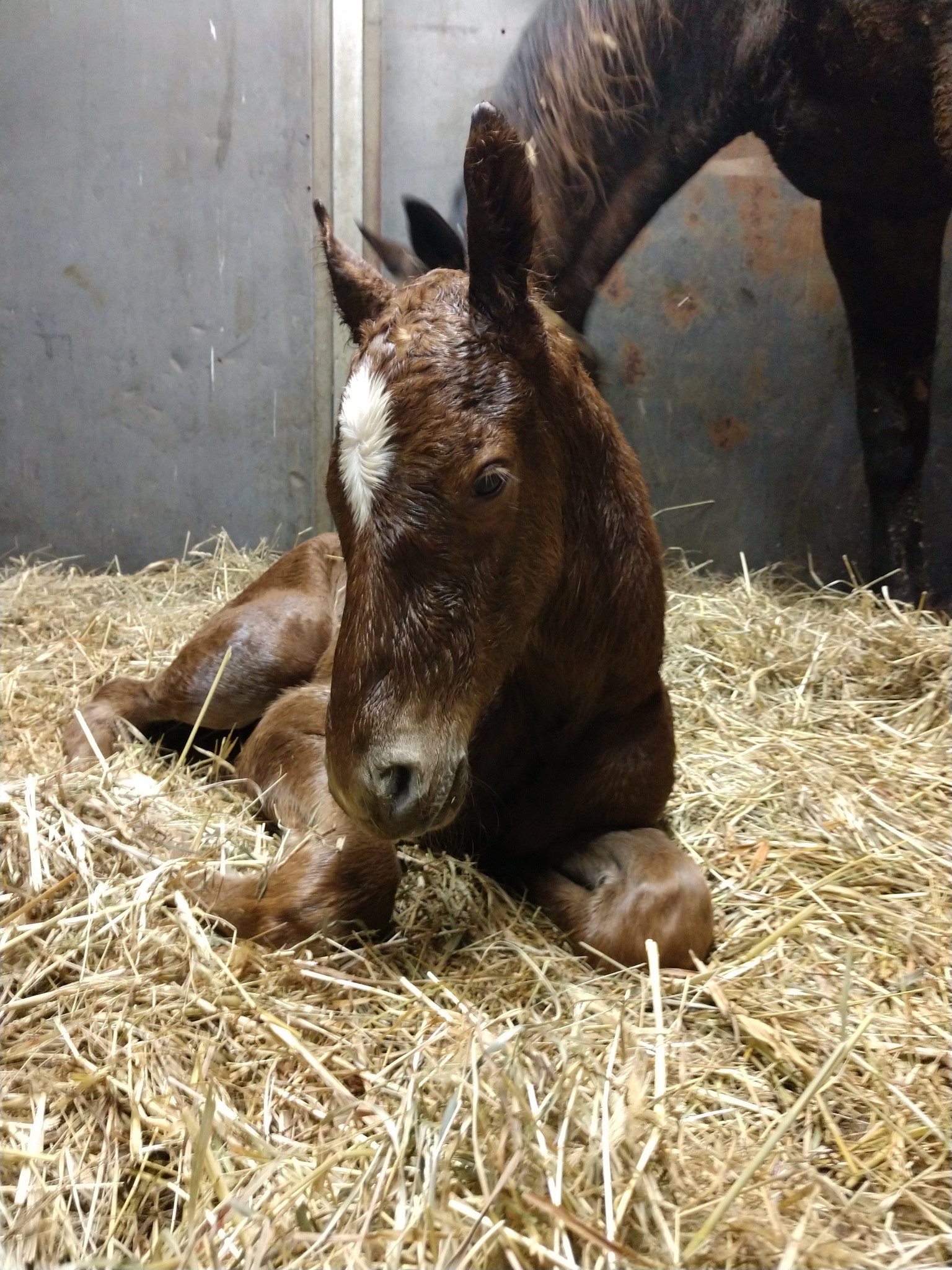 Endeavor Farm KY on Twitter "Another night, another chestnut. Said and