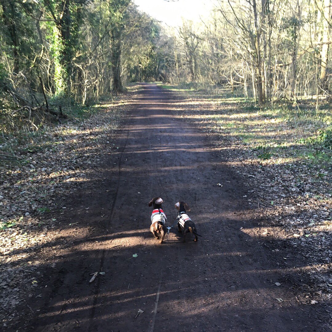 canine_to_five's tweet photo. Sunday funday with the sausages 🐾
#dogwalker #caninetofive #walkstogether #miniaturedachshund #sausagedogs #dogoftheday #dachschund #dachshundpuppy #cute #littlefaces #loughton #buckhursthill #woodford #eastlondon https://t.co/IL9PfDW8pE