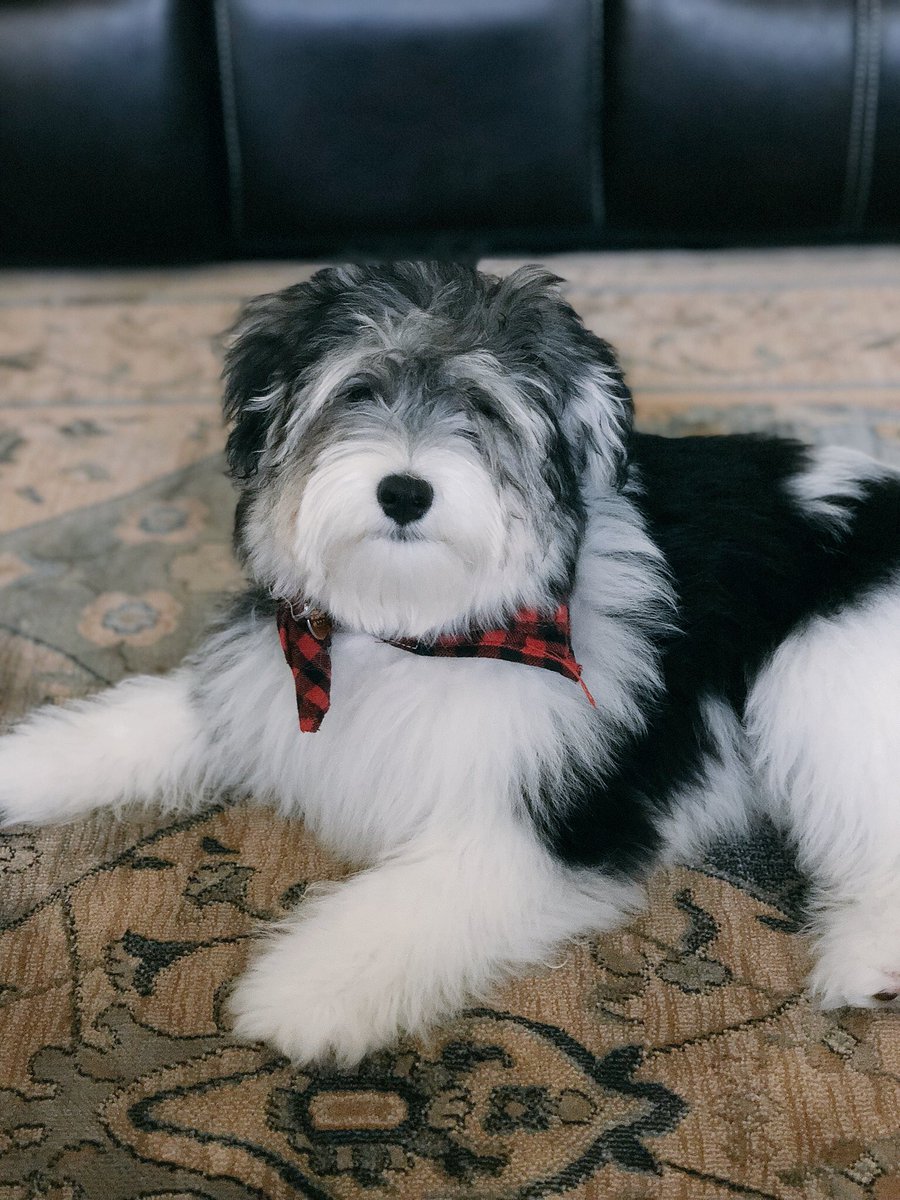teaandreverie's tweet photo. Shampooed, conditioned, blow dried, brushed out, nails cut. #Eggsy is at #maximumfloof #sofreshandsocleanclean https://t.co/dRtM05Dlkg