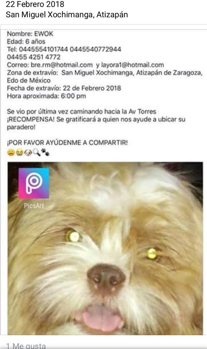 perrososmx's tweet photo. #PERDIDO #EWOK #ATIZAPAN #22Feb2018 @comunatizapan @hola_atizapan @ATZciudadano @GAtizapan @AtizapanMx @UribeMerle @JerrxG13 @fellpudito @MarianimaLOVERS @_PatriciaAnaya @APAMDif @Apoyo_Croqueton @xjusticianimal @EEYYYAA @yiyimich @Dcyon @mariluzza @da_dolores @marty_cheli https://t.co/fWmstpSEvN