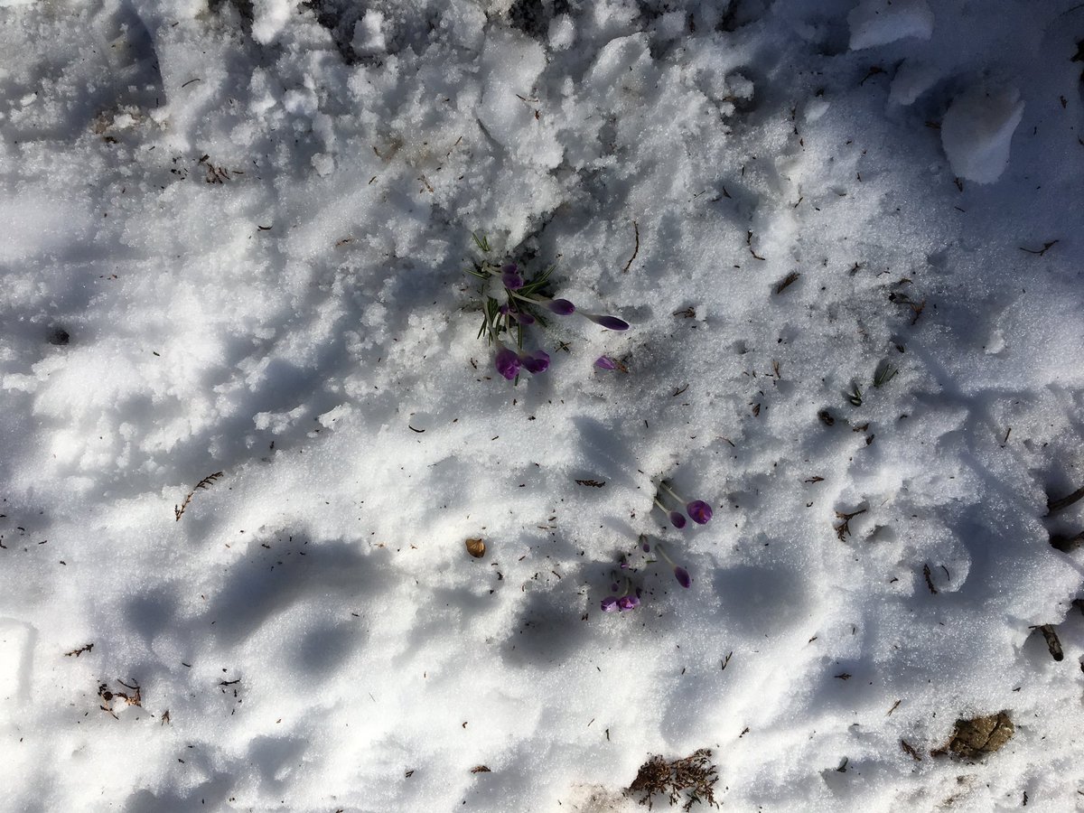 kgretsinger's tweet image. Look close: Vancouver trying to be Vancouver #springsoon