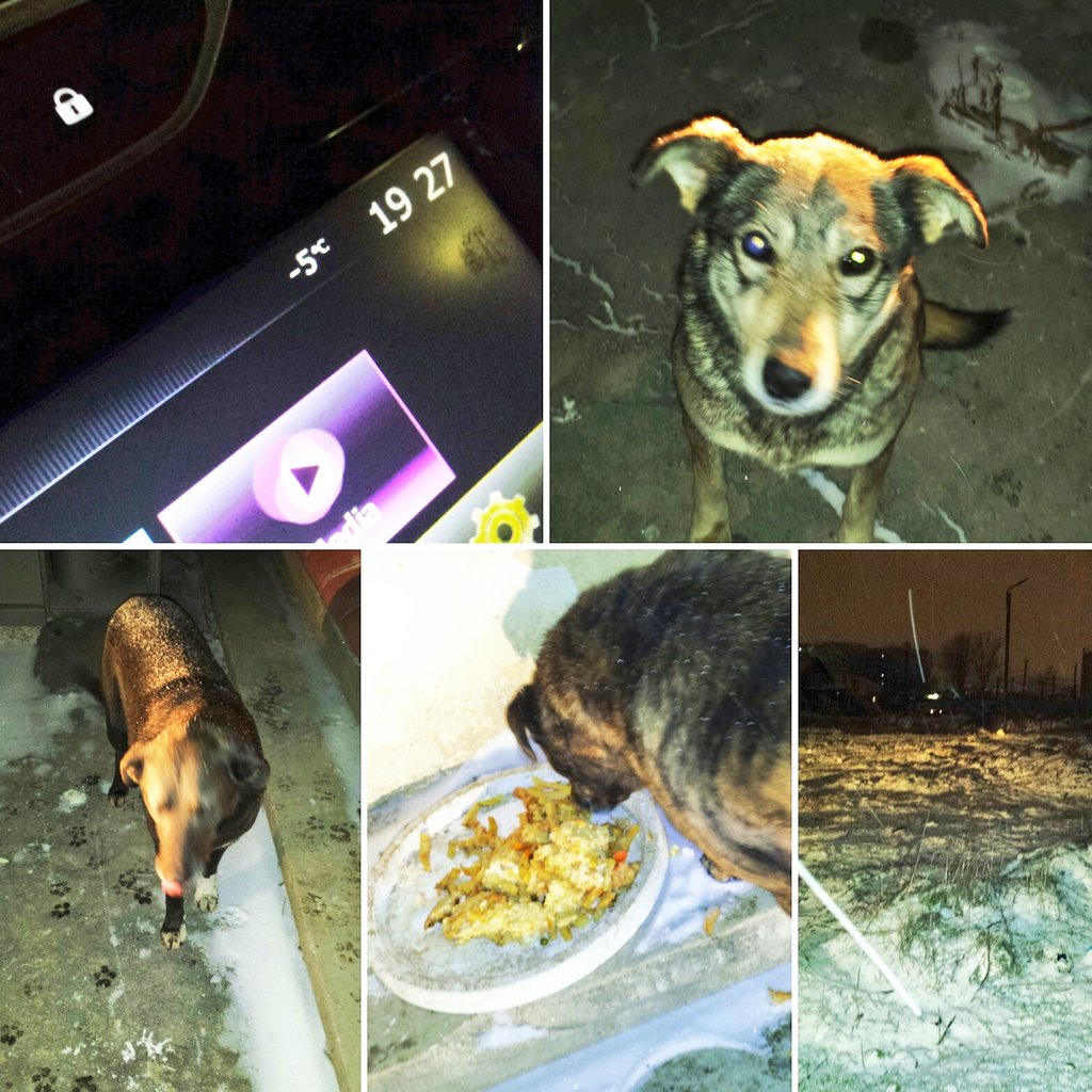 BucharestStray's tweet image. Sunday  night.Please read,watch.Bad weather,cold,snowing,wind blows hard,feeding nobody dogs frosen,hungry,abandonated,hidded în different places.Old, toothless, blind dogs, alone,without support.Horrible weather,hard times for strays animals
SoS-🙏 paypal:gangelaraluca@yahoo.com