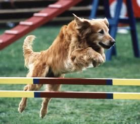 GoldretrieverUS's tweet photo. Golden Retrievers love to run and jump. Ever seen goldens run an agility course?  Here is how to get a start. #Runjumpfly   A newbies guide to #Goldenagiity #goldenretrievers  #Runjumpfly #agility  https://t.co/WhdqE9dHF1 https://t.co/MMTRYgvb5u