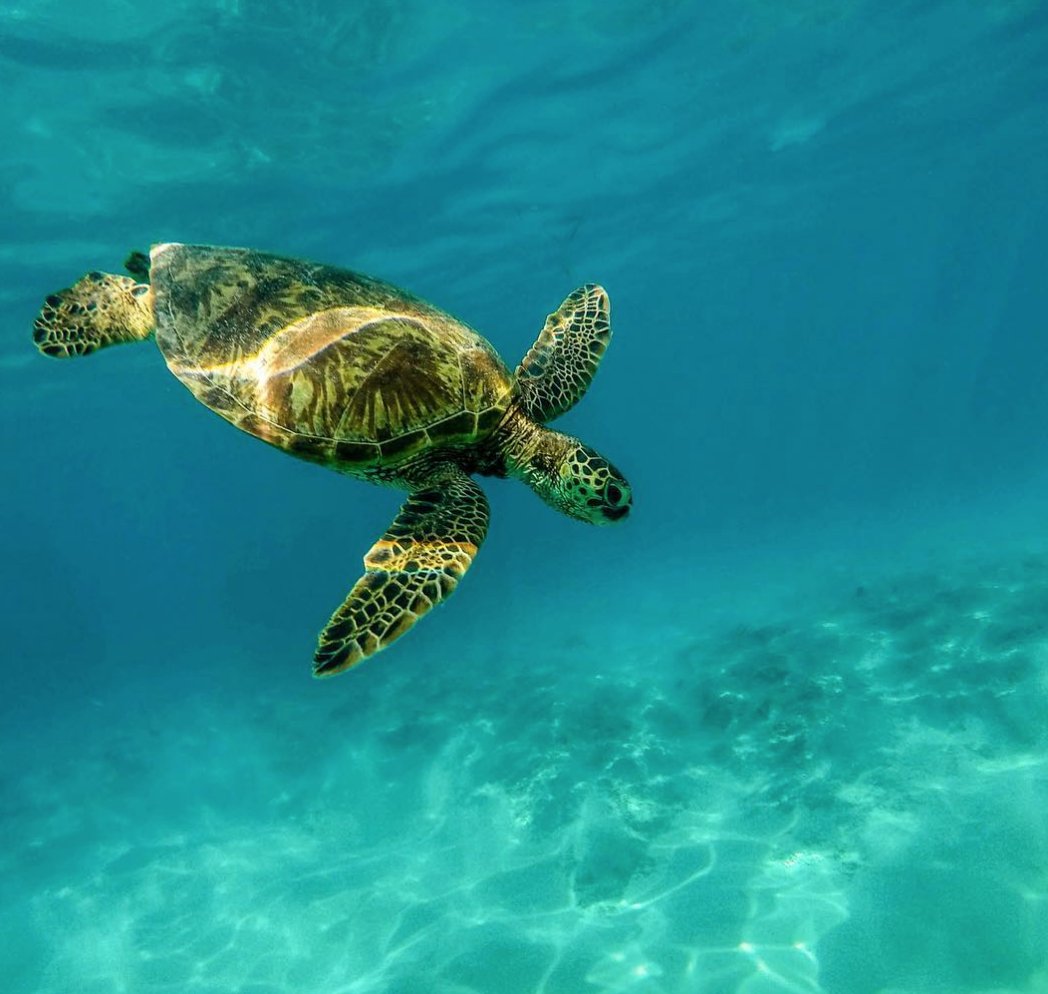 Overwater, underwater or on the water - Fiji's turquoise blue, crystal clear waters are nothing short of perfect. 💙  🐢  [I/G: <a href="/bigbluefiji/">bigbluefiji</a>] #Fiji #FijiNow